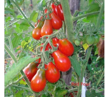 Red Pear, cherry, 15 seeds