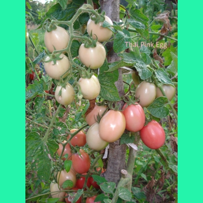 Thai Pink Egg, cherry, 15 seeds
