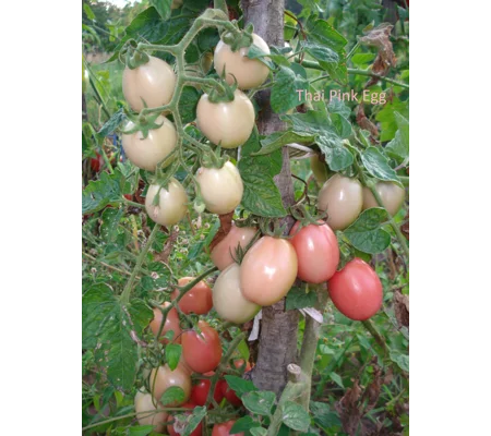 Thai Pink Egg, cherry, 15 seeds