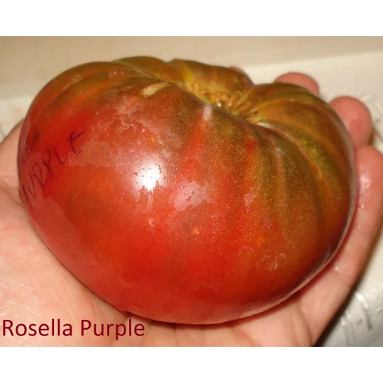 Rosella Purple, salad, 15 seeds