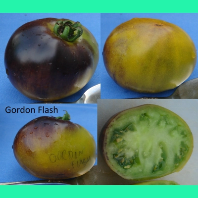 Gordon Flash, salad/beefstake, 15 seeds