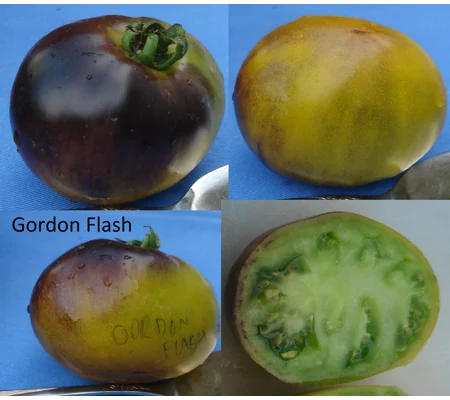 Gordon Flash, salad/beefstake, 15 seeds