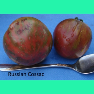 Russian Cossack, salad/beefstake, 15 seeds