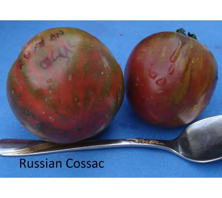 Russian Cossack, salad/beefstake, 15 seeds
