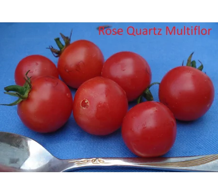 Rose Quartz Multiflora, centiflor cherry, 15 seeds