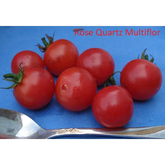 Rose Quartz Multiflora, centiflor cherry, 15 seeds