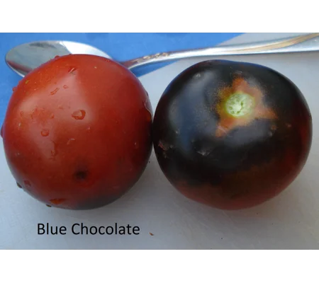 Blue Chocolate, salad, 15 seeds