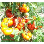 Reisetomate, salad, 15 seeds