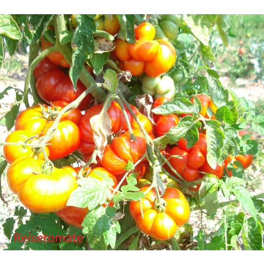 Reisetomate, salad, 15 seeds