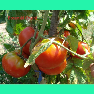 Bosnian Red (Bosanski Crveni), salad/beefsteak, 15 seeds