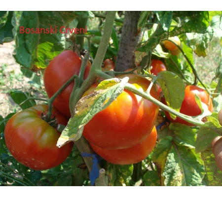 Bosnian Red (Bosanski Crveni), salad/beefsteak, 15 seeds