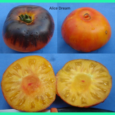 Alice Dream, beefsteak, 15 seeds