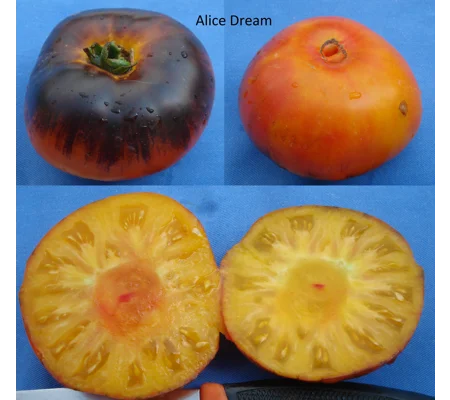 Alice Dream, beefsteak, 15 seeds