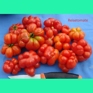 Reisetomate, salad, 15 seeds