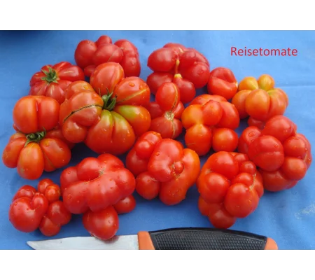 Reisetomate, salad, 15 seeds