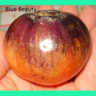 Blue Beauty, salad, 15 seeds