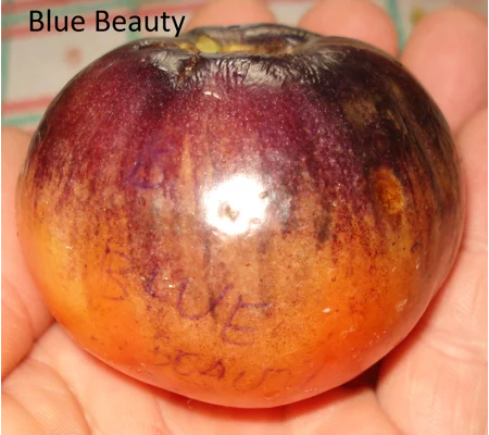 Blue Beauty, salad, 15 seeds