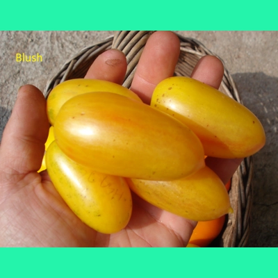 Blush, cherry, 15 seeds