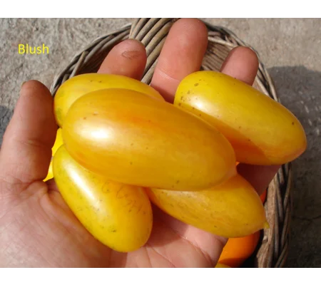 Blush, cherry, 15 seeds