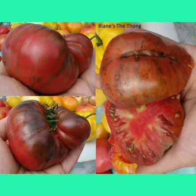 Blane's the Thong, beefsteak, 15 seeds