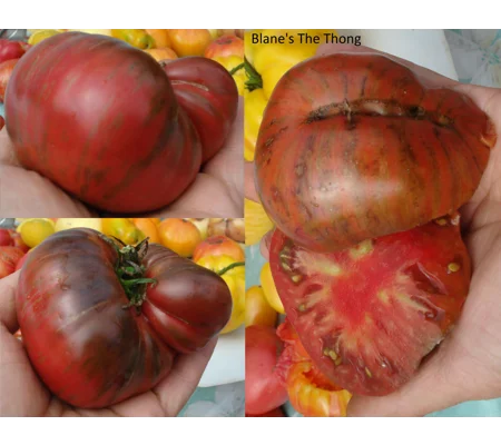 Blane's the Thong, beefsteak, 15 seeds