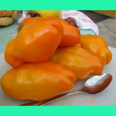 Eros, paste, 15 seeds