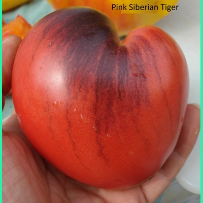 Pink Siberian Tiger, 15 seeds