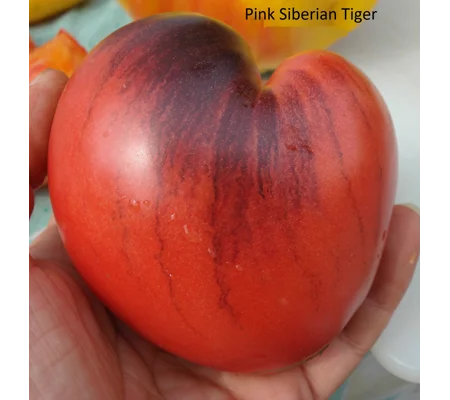 Pink Siberian Tiger, 15 seeds