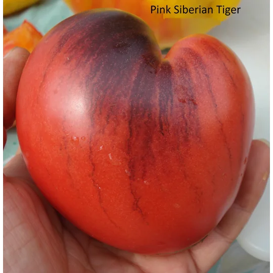 Pink Siberian Tiger, 15 seeds