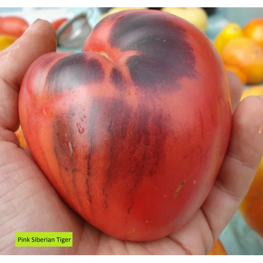 Pink Siberian Tiger, 15 seeds
