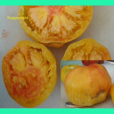 Peppermint, soft beefstake, 15 seeds