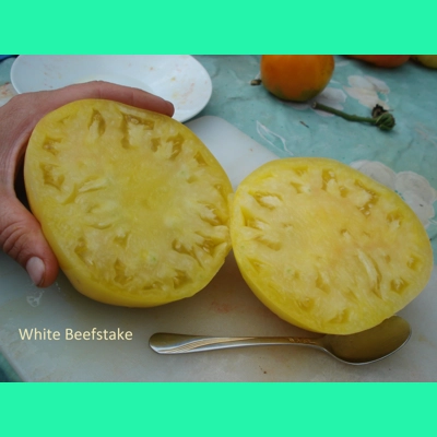 White Beefstake, beefstake, 15 seeds