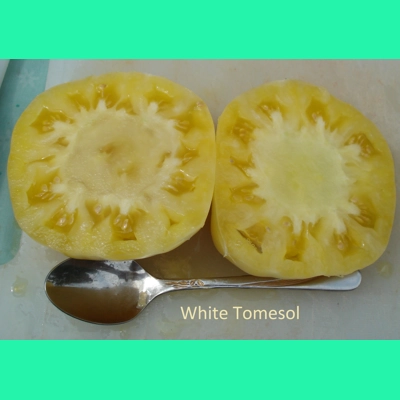White Tomesol, beefstake, 15 seeds