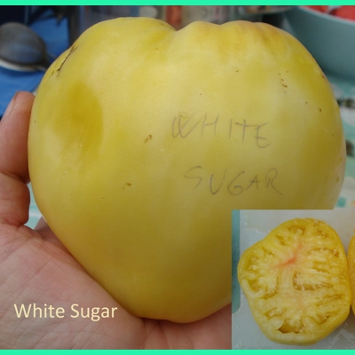 White Sugar (Belyi Sakhar), beefstake, 15 seeds