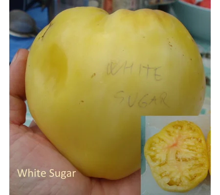 White Sugar (Belyi Sakhar), beefstake, 15 seeds