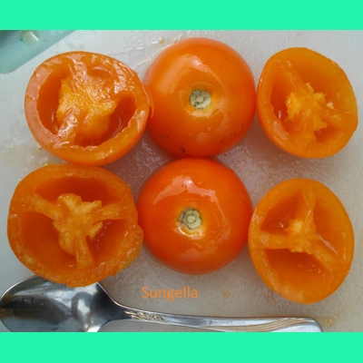 Sungella, cherry, 15 seeds