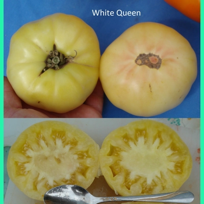 White Queen, beefstake, 15 seeds