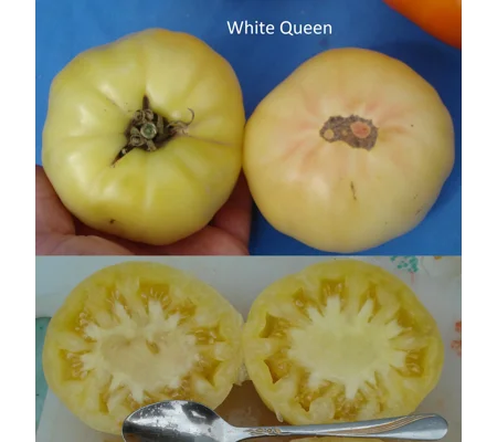 White Queen, beefstake, 15 seeds