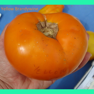 Yellow Brandywine, beefstake, 15 seeds