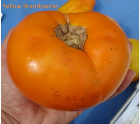 Yellow Brandywine, beefstake, 15 seeds