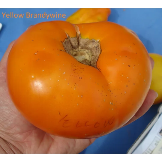 Yellow Brandywine, beefstake, 15 seeds