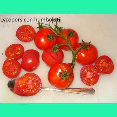 Humboldt's wild tomato (Lycopersicon humboldtii), cherry, 15 seeds