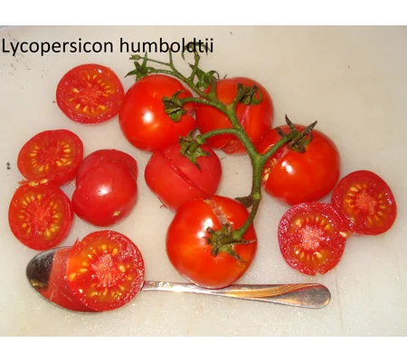 Humboldt's wild tomato (Lycopersicon humboldtii), cherry, 15 seeds