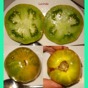 Lucinda, salad, 15 seeds