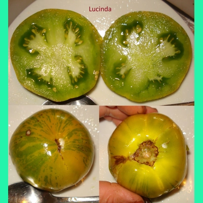 Lucinda, salad, 15 seeds