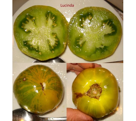Lucinda, salad, 15 seeds