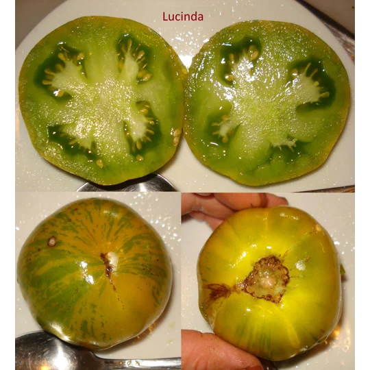 Lucinda, salad, 15 seeds
