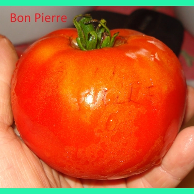 Saint Pierre (Bon Pierre), salad, 15 seeds