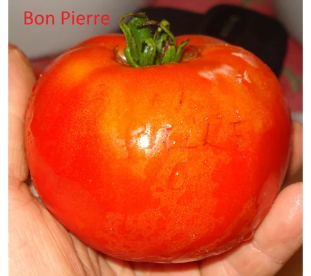 Saint Pierre (Bon Pierre), salad, 15 seeds