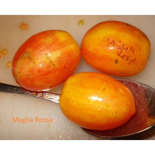 Maglia Rosa, cherry, 15 seeds